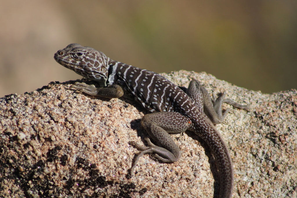 Baja California Collared Lizard from Imperial County, CA, USA on August