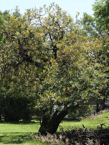 Bocconia arborea