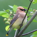 Cedar Waxwing - Photo (c) ltoth, all rights reserved
