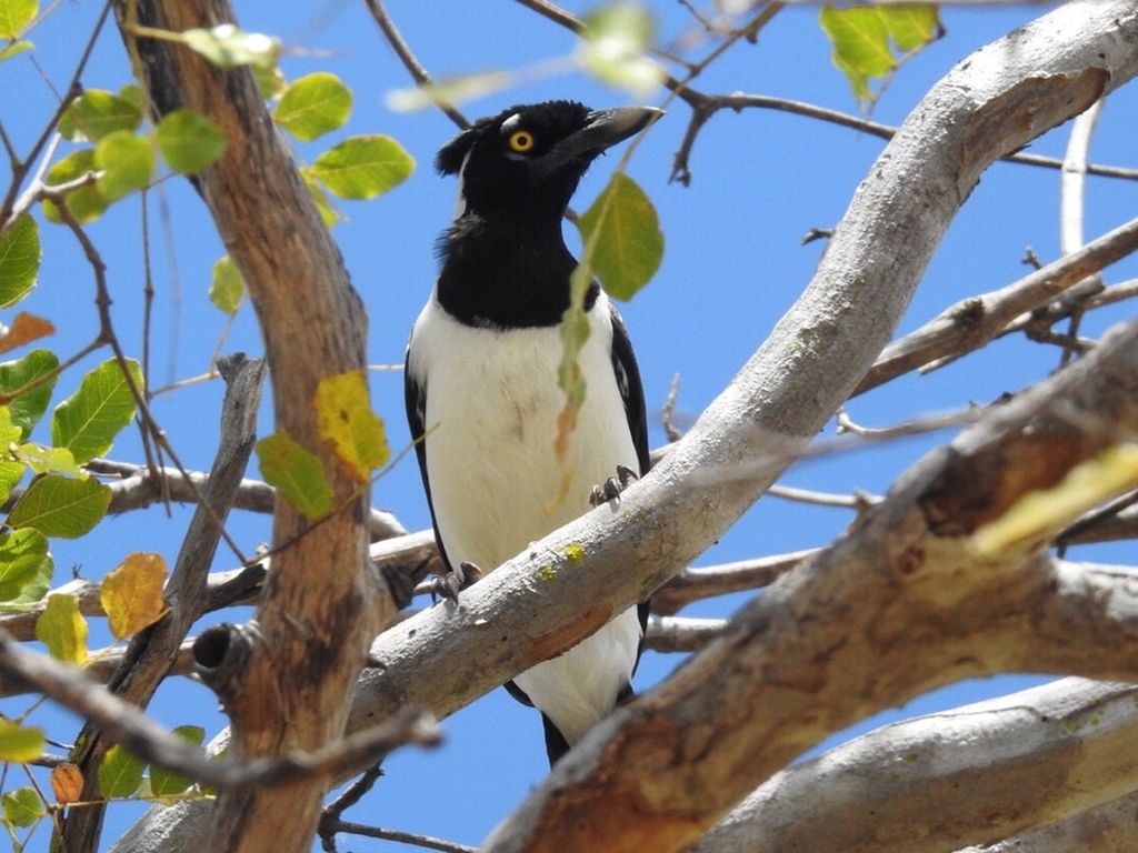White-naped Jay photo