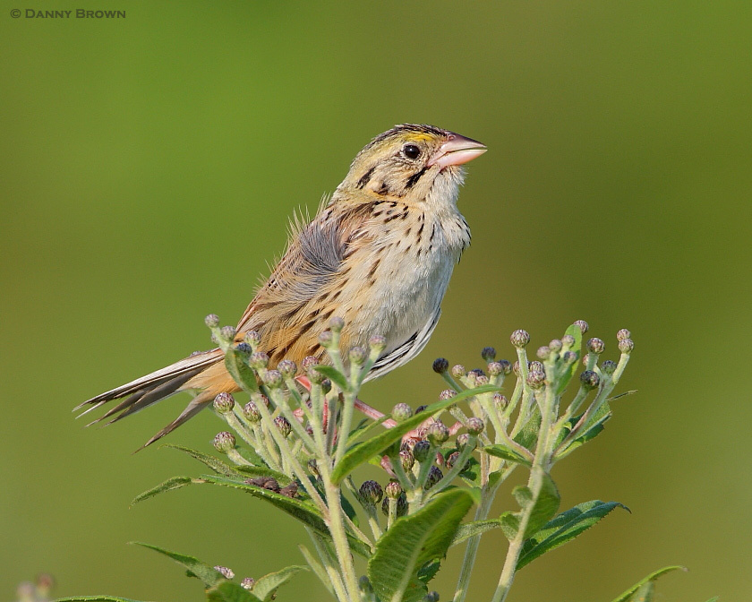 Henslow's Sparrow photo