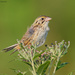 Henslow's Sparrow - Photo (c) ltoth, all rights reserved