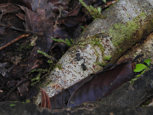 Syrrhopeus agelastoides