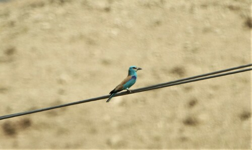 European Roller