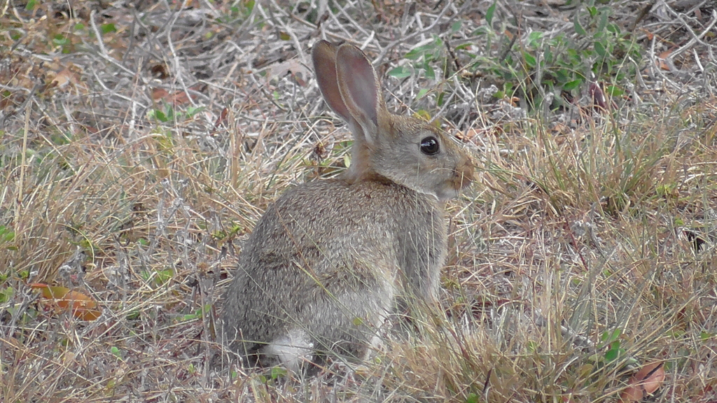 European Rabbit from Watsonville QLD 4887, Australia on August 26, 2022