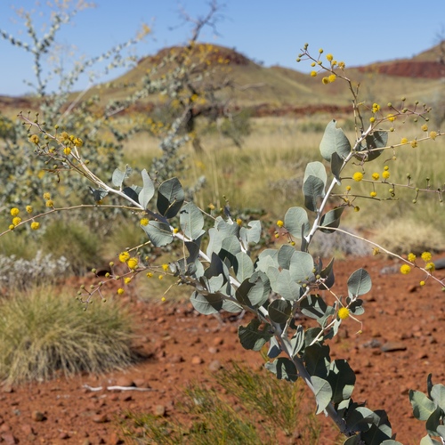 Acacia pyrifolia