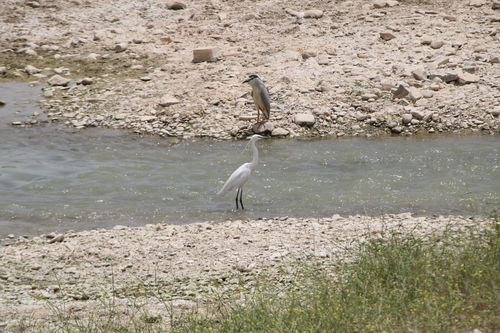 Black-crowned Night Heron
