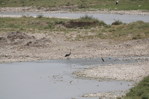 White Stork
