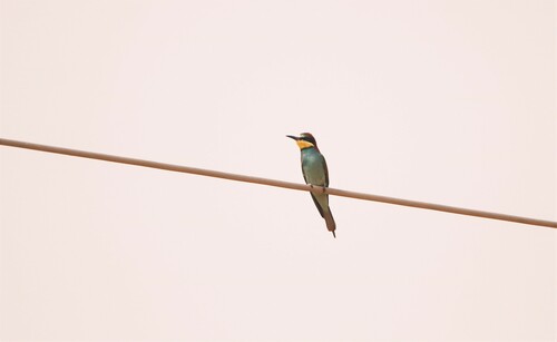 European Bee-eater