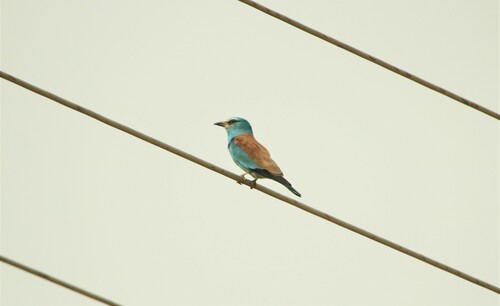 European Roller