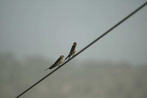 European Red-rumped Swallow