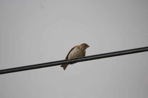 Corn Bunting