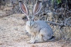 Black-tailed Jackrabbit - Photo (c) Ian Carlson, all rights reserved, uploaded by Ian Carlson