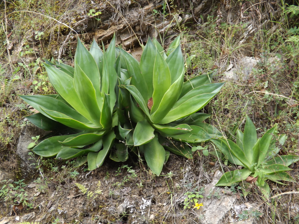 bogenhanf laurentii pflege Sansevieria Laurentii Bogenhanf  vielgrn