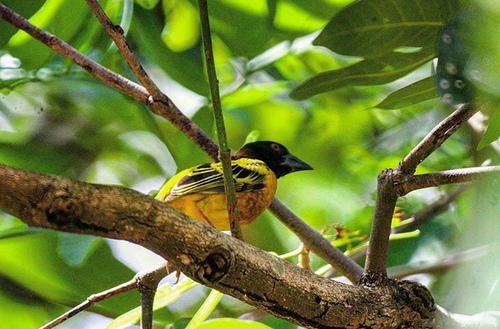 Village Weaver
