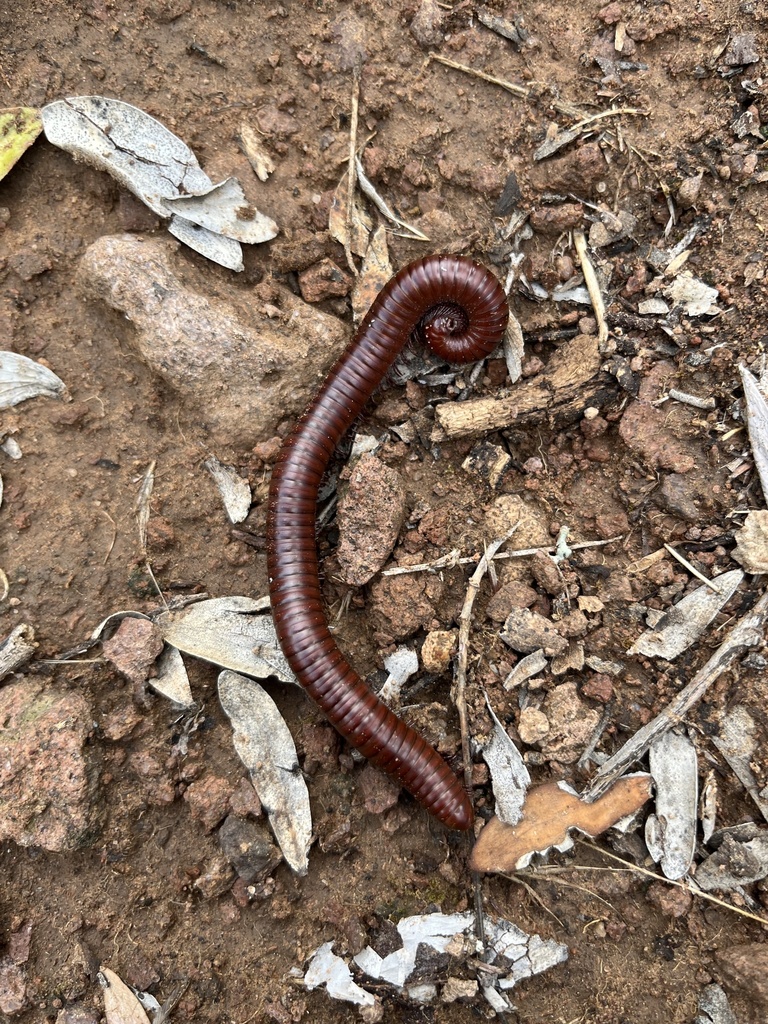 Desert Millipede from Superstition Mountains, Superior, AZ, US on July ...