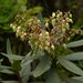 Comarostaphylis longifolia - Photo (c) Juan Carlos Garcia Morales, all rights reserved, uploaded by Juan Carlos Garcia Morales