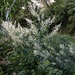 Artemisia anomala - Photo (c) Vivian Li, all rights reserved, uploaded by Vivian Li