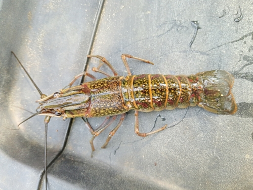 Australian red claw crayfish