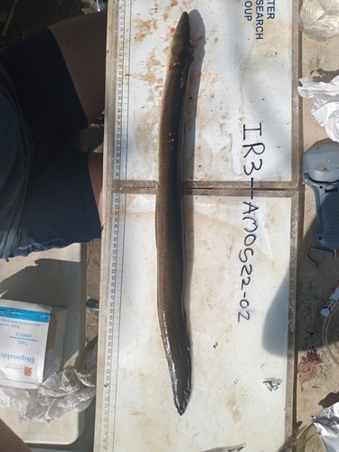 African Longfin Eel