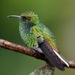 Coppery-headed Emerald - Photo (c) tyler_mcclain925, all rights reserved
