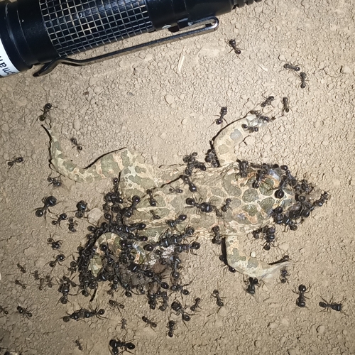 European Green Toad