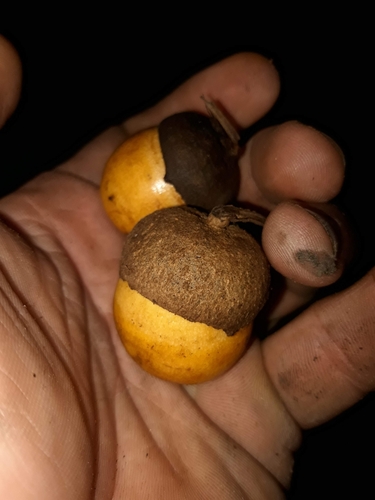 Ocotea glomerata