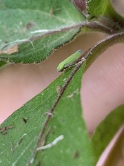 Hortensia similis image