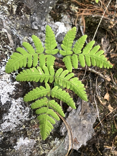 Gymnocarpium X intermedium