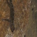 Crocodile Rock Gecko - Photo (c) Sakuna Nethraja Gamage, all rights reserved, uploaded by Sakuna Nethraja Gamage