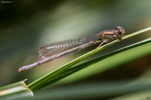 Small Red Damselfly