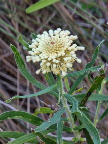 Isopogon sphaerocephalus Lindl.