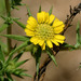 Southern Tarplant - Photo (c) NatureShutterbug, all rights reserved, uploaded by NatureShutterbug