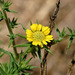 Pappose Tarweed - Photo (c) NatureShutterbug, all rights reserved, uploaded by NatureShutterbug