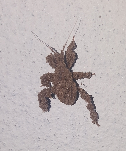 Masked Hunter (Reduvius personatus)