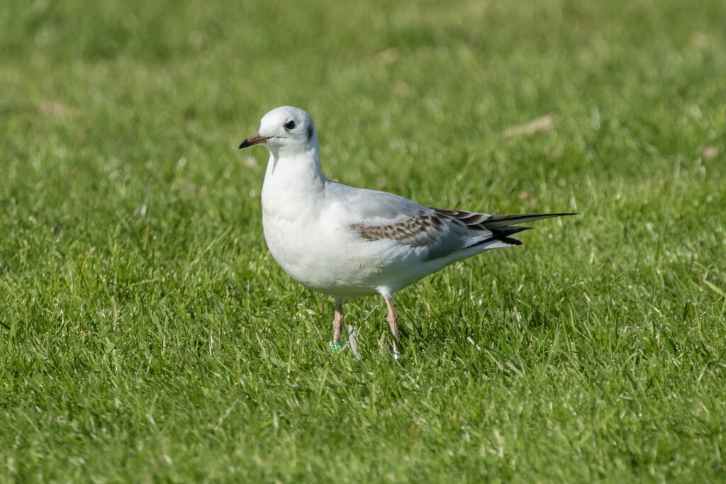 붉은부리갈매기 in 9월 2015 by Håvard Rosenlund. Lillestrøm · iNaturalist 붉은부리갈매기 (Chroicocephalus ridibundus)