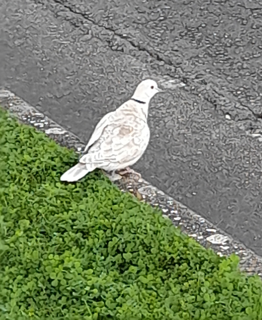 African Collared Dove from Netley SA 5037, Australia on August 27, 2022