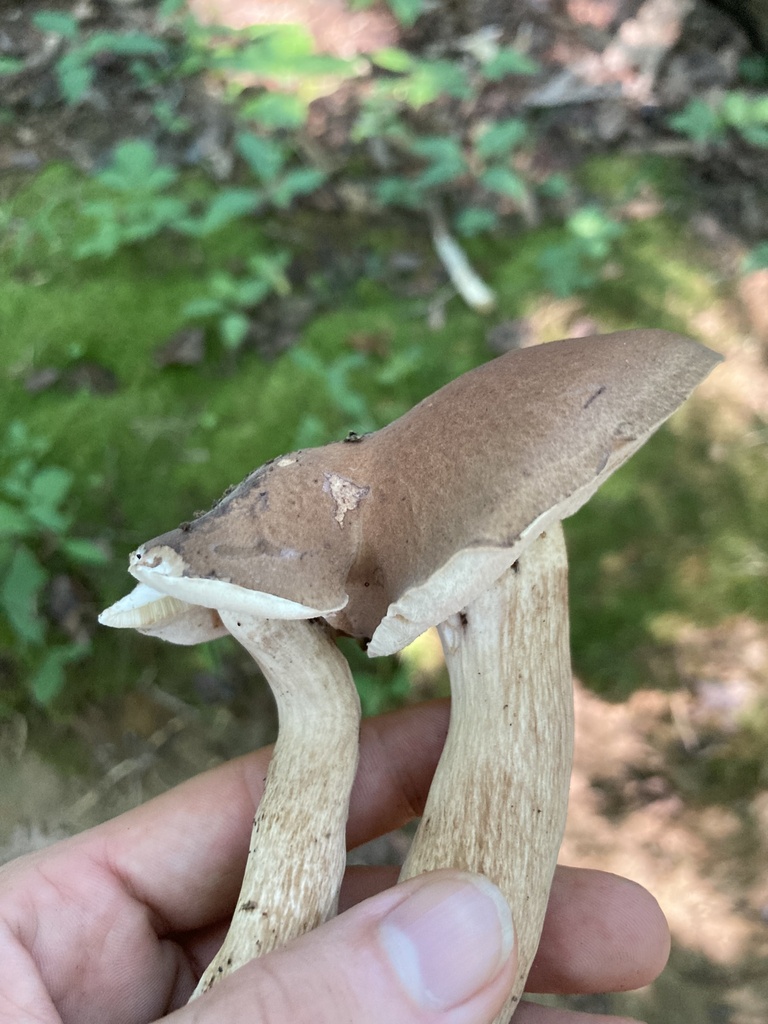 boletes from Meeman-Shelby Forest State Park, Memphis, TN, US on August ...