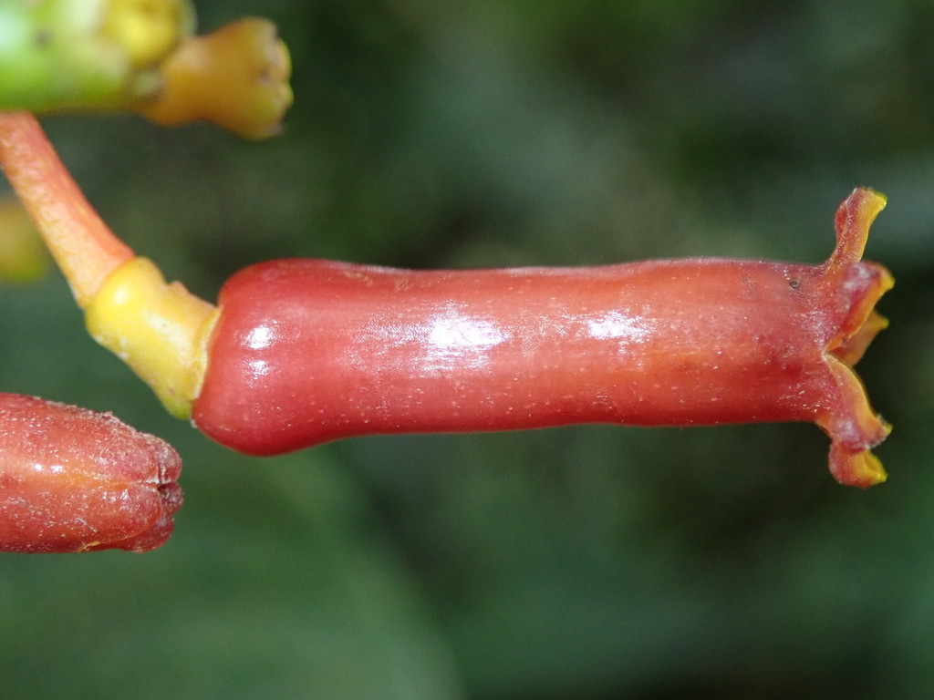 Palicourea from Pichincha, Ecuador on August 3, 2018 by Rudy Gelis