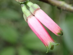 Macleania stricta image