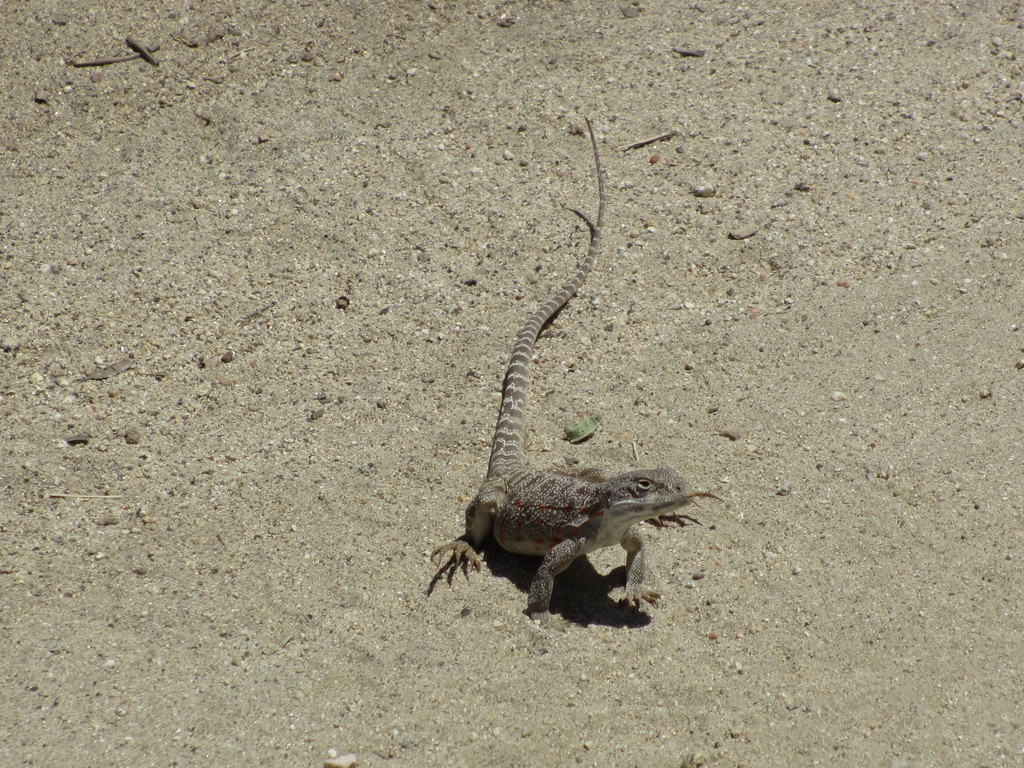 Cope's Leopard Lizard in May 2012 by Daniel Palmer. CNDDB: PAL12F0002 ...