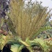 Lomariocycas schomburgkii - Photo (c) jmurill, all rights reserved, uploaded by jmurill