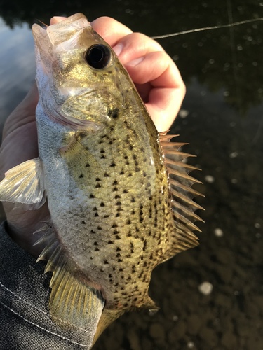 Ozark Bass