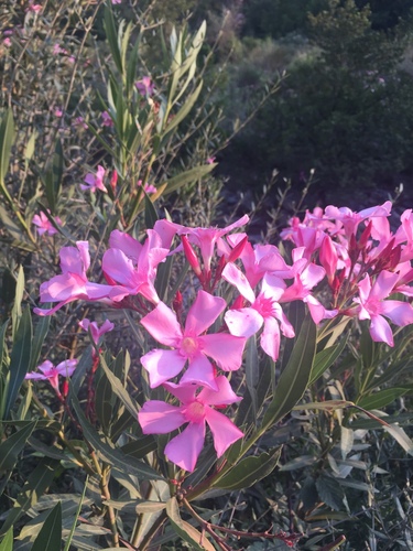 oleander