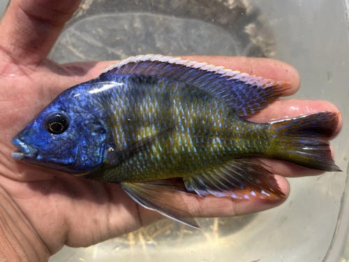 Giraffe Cichlid