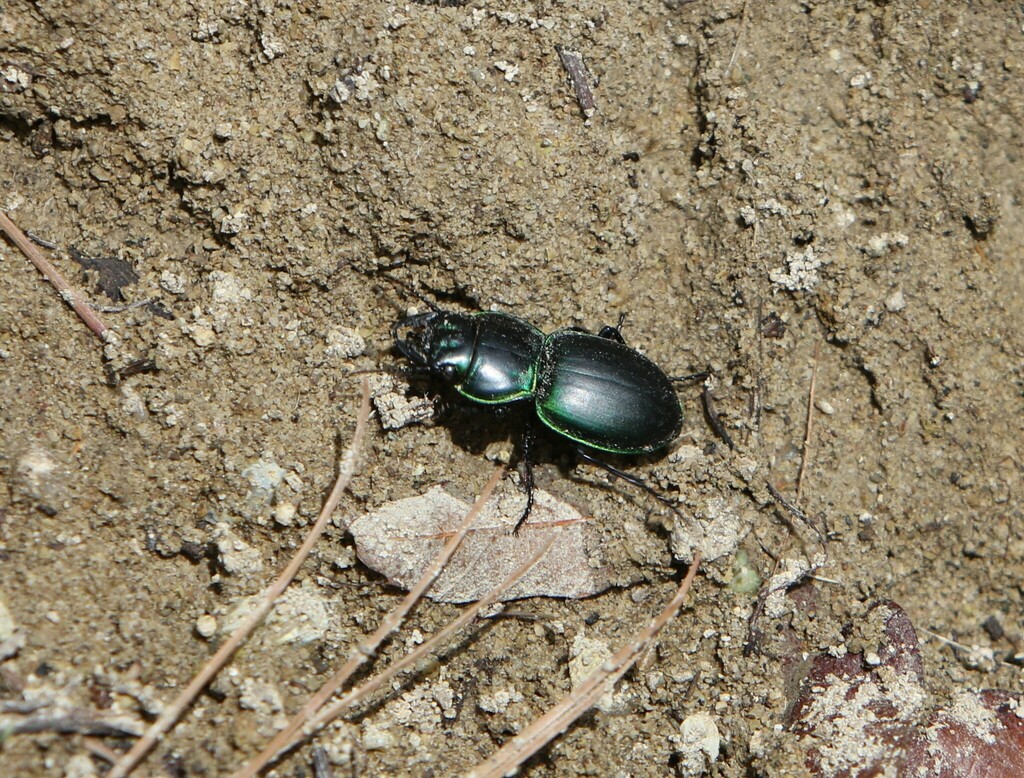 Green-bordered Ground Beetle from Pueblo Nuevo, Dgo., México on July 8 ...