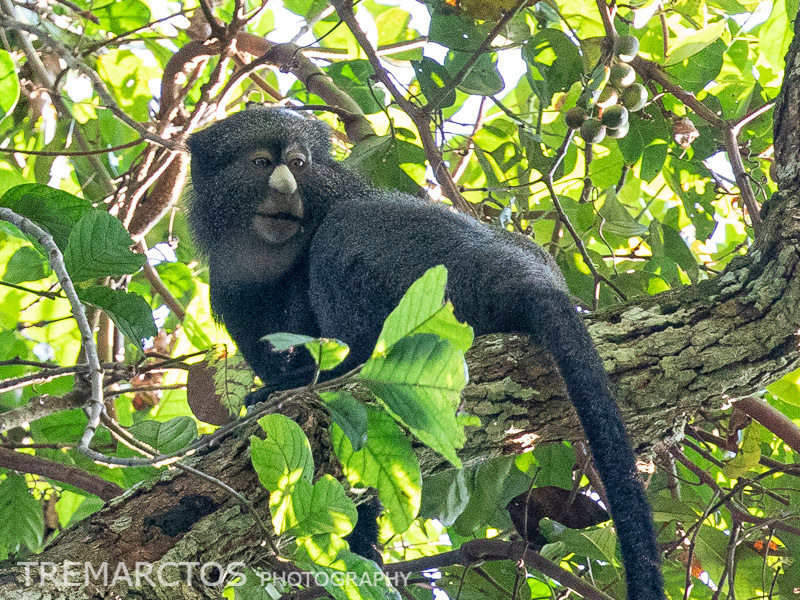 Putty-nosed Monkey (Cercopithecus nictitans) · iNaturalist