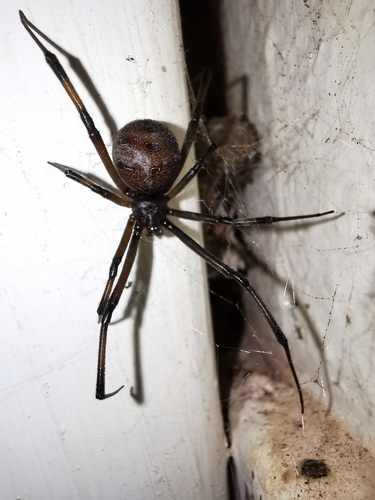 Latrodectus obscurior