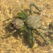 Portly Spider Crab - Photo (c) Elise Leduc-Fleming, all rights reserved, uploaded by Elise Leduc-Fleming