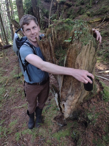western redcedar